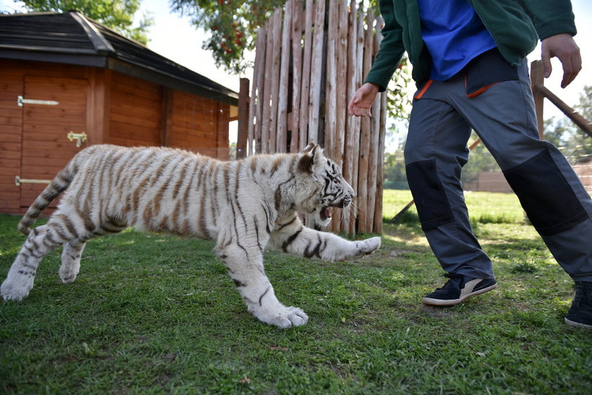 Szczepienie tygrysów w zoo w Borysewie