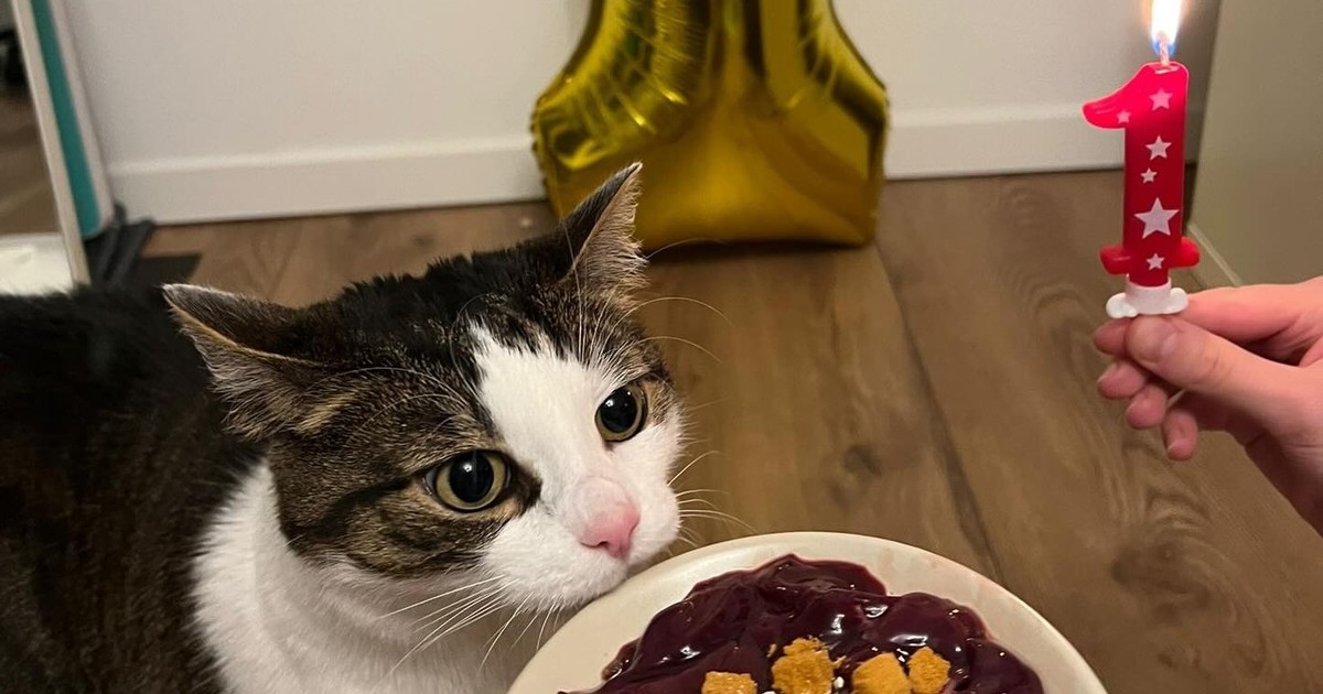 Panduś zabrał plaster boczku. Właściciel zgotował mu za to piekło. Ale teraz jest zupełnie inaczej