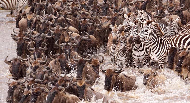 The great wildebeest migration.