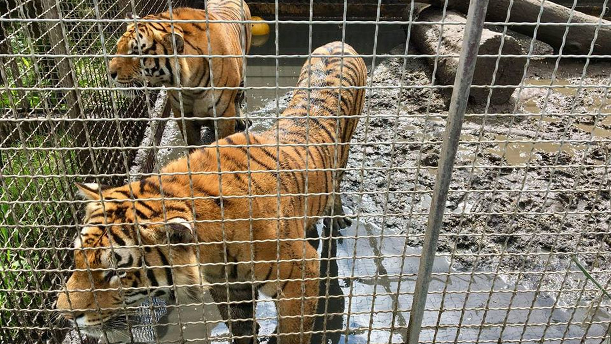 Poznańskie zoo. Kastracja zwierząt nielegalna?