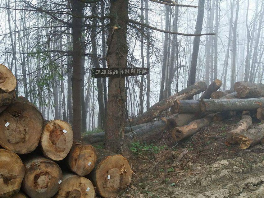 Po podacima RZS, prošle godine je u šumama Srbije isečeno 3,4 miliona kubika drveta