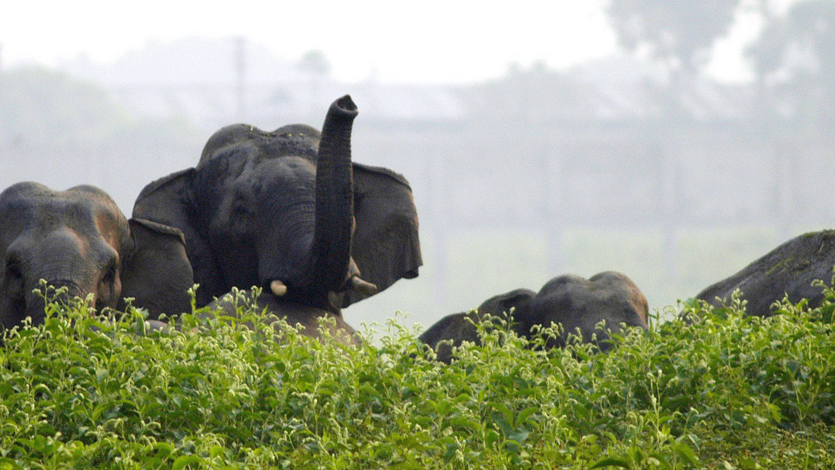Spotkanie z dzikimi słoniami było przyczyną śmierci ponad 1700 osób w ciągu ostatnich czterech lat - podaje Bloomberg. Indyjski rząd był zmuszony podjąć kroki, by zminimalizować zagrożenie.