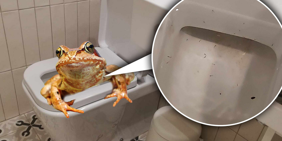 W toalecie w hiszpańskim apartamencie pływały małe żabki - kijanki.