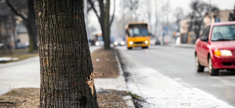 Zaskakująca decyzja w sprawie wypadku Szydło. Prokurator: Podpisałem postanowienie o zamknięciu śledztwa