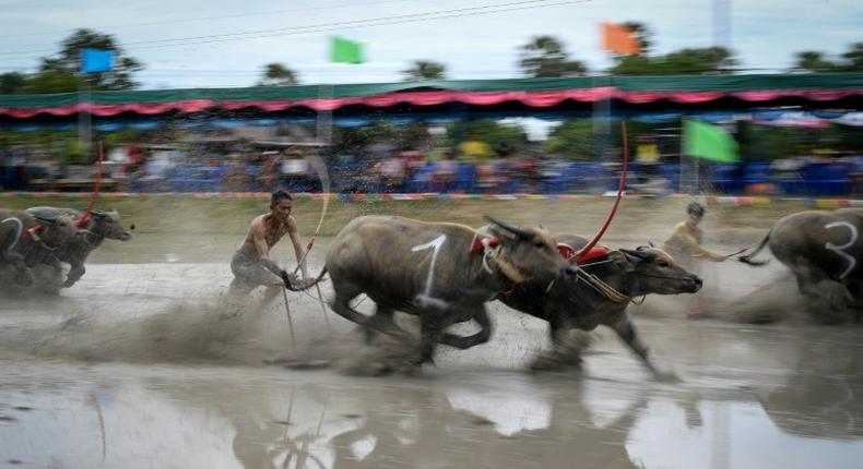 Water buffalo races traditionally mark the end of the annual rice planting