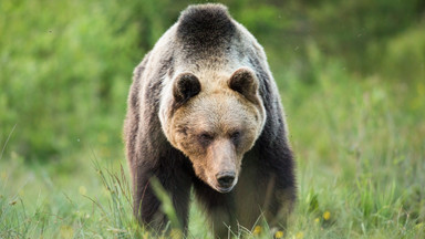 Niedźwiedź gonił turystów w Tatrach. "Stanął na dwóch łapach"