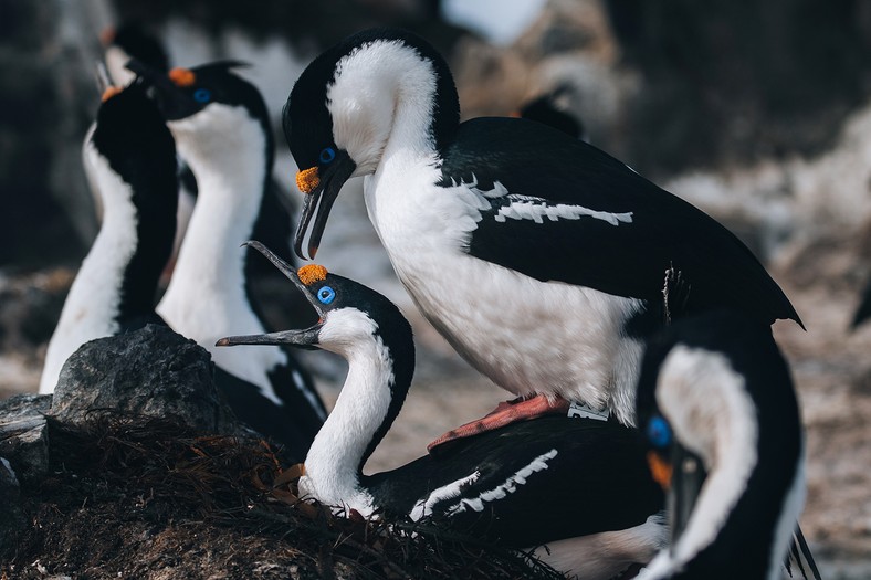 Kormoran antarktyczny