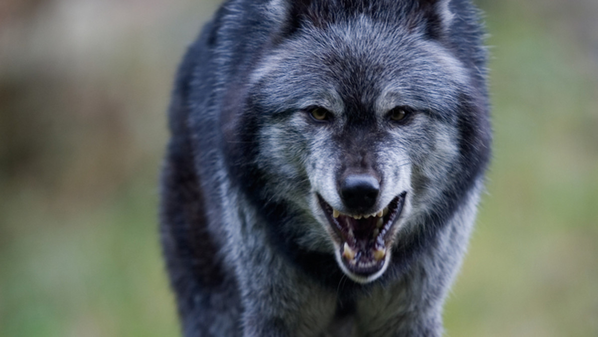 Już trzy przypadki nielegalnego odstrzału wilka zostały ujawnione w tym roku. Sprawcy, jak dotąd nie zostali ukarani. Zdaniem WWF Polska przypadków zabicia wilka mogło być więcej.