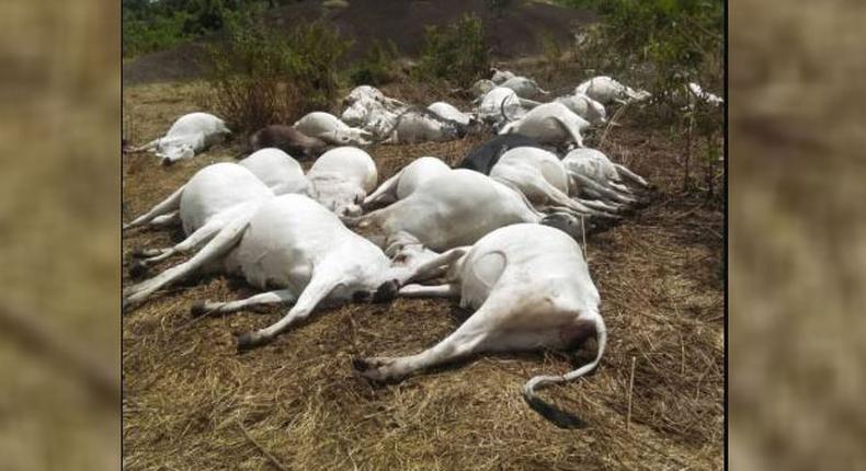 Strange thunder strikes 36 cows dead in Ondo. (Channels TV)