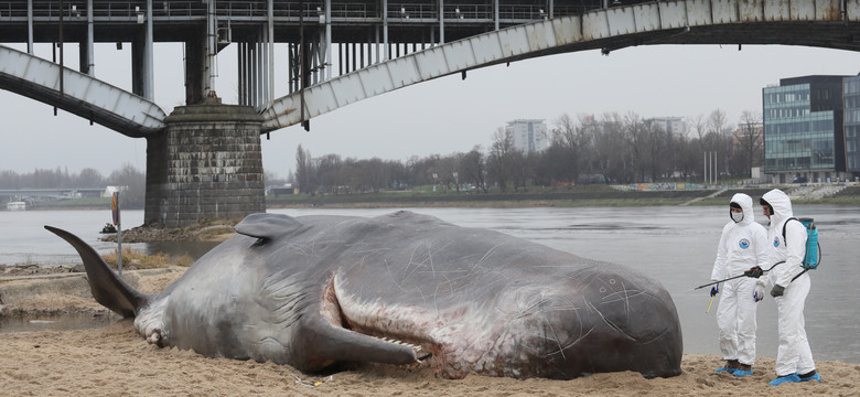 W Warszawie na brzegu Wisły pojawił się wieloryb