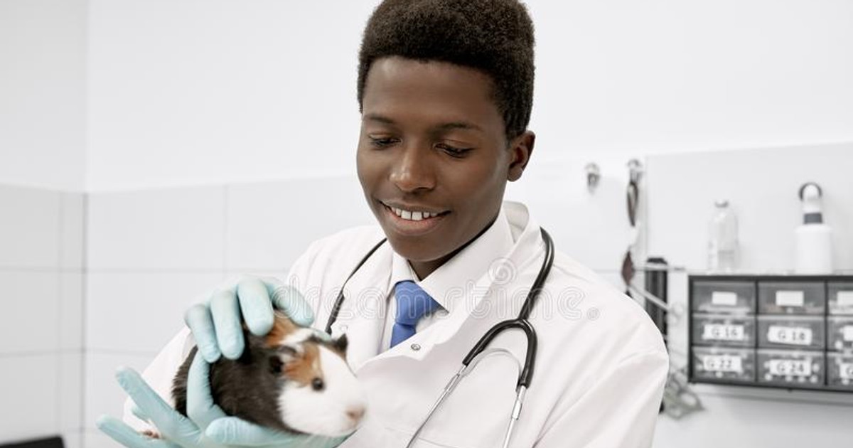 6 fun side income ideas for Veterinarians in Africa - Vimarsana News