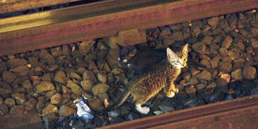 Maca na fotografiji koju je objavila njujorška železnica