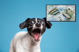 Podatek od psa wzrośnie w 2026 roku. Właścicieli czworonogów czeka spora podwyżka. O ile wzrośnie opłata?