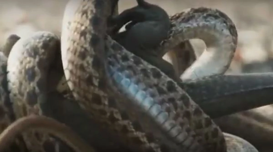 Iguana u zmijskom "zahvatu"