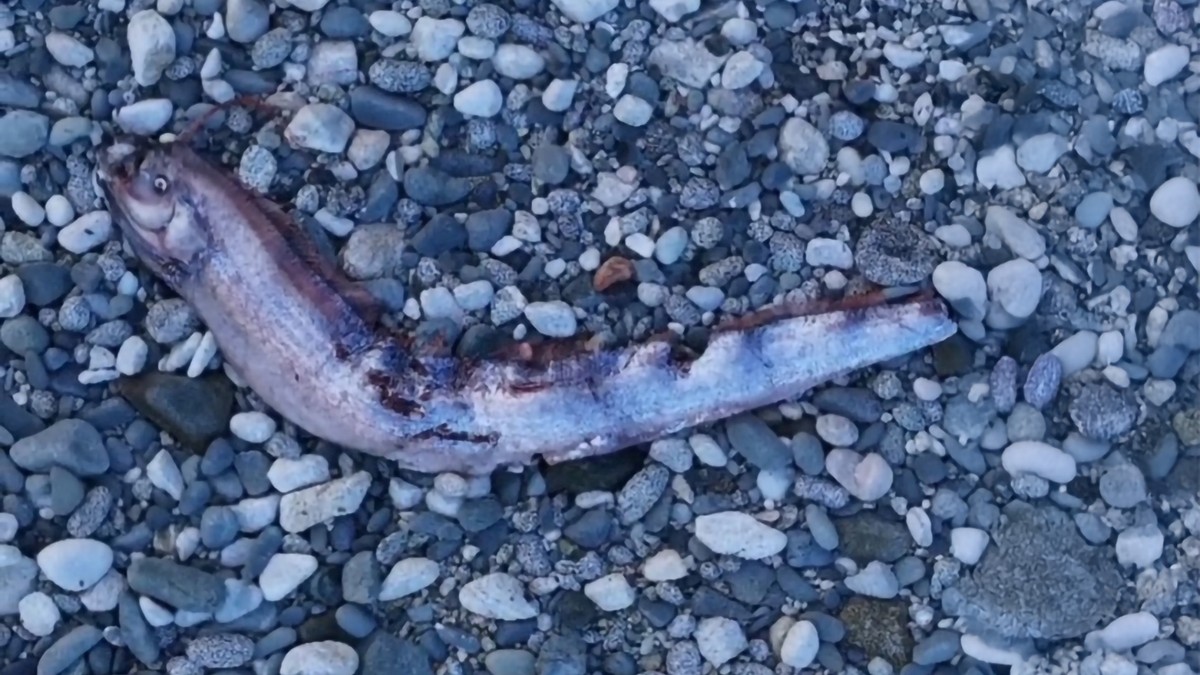Doomsday Fish