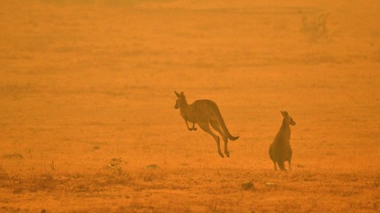 Znalezione obrazy dla zapytania australia pożary