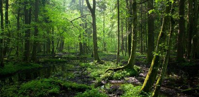 Minister chce, by Puszcza Białowieska zniknęła z listy UNESCO? Sprawdziliśmy