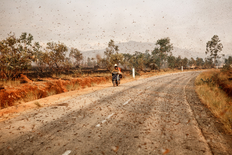 Wyróżnienie w kategorii "Przyroda: Ziemia, Powietrze, Ogień, Woda - pojedyncze zdjęcie" - Nick Isden (Wielka Brytania) - plaga szarańczy w Antsirabe na Madagaskarze