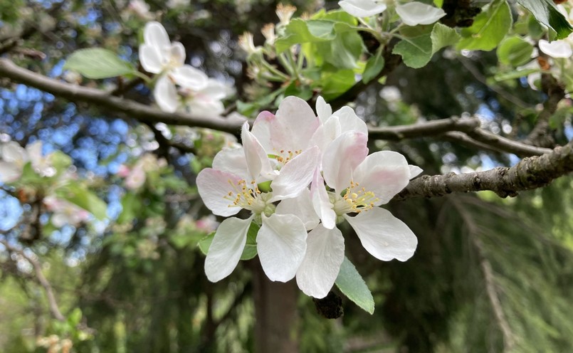 Zdjęcie wykonane telefonem iPhone SE2