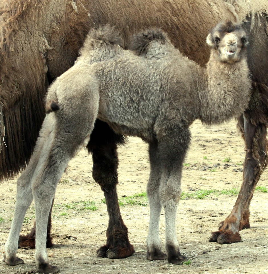 POZNAŃ ZOO WIELBŁĄD