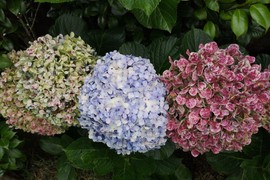 Kada, kako i zašto treba ukloniti ocvale cvetove hortenzije: Važan je period godine, a tokom leta važi samo jedno pravilo