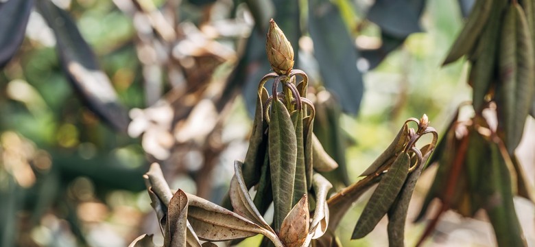 Rododendrony żółkną i usychają po zimie? Zrób to jesienią, a będą zdrowe na wiosnę
