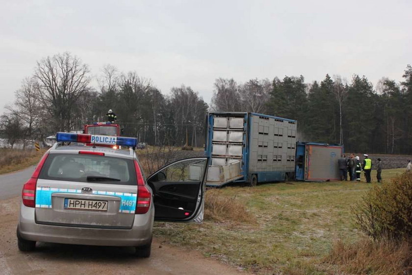 Wypadek ciężarówki z prosiakami!