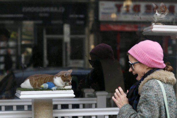 FOOD-CAFE/CATS