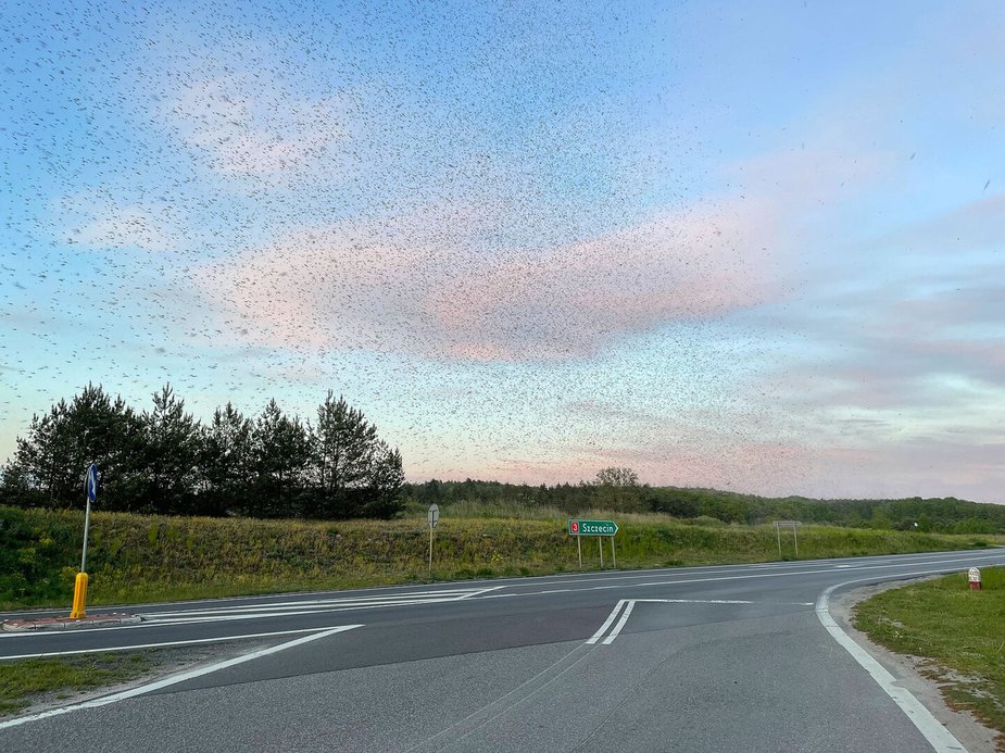 Rój owadów na wyspie Wolin