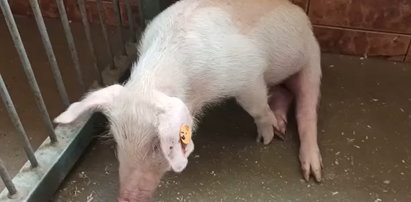Eksperymenty na zwierzętach na wrocławskiej uczelni. Sparaliżowana świnka pełzła po gołym betonie [WIDEO]