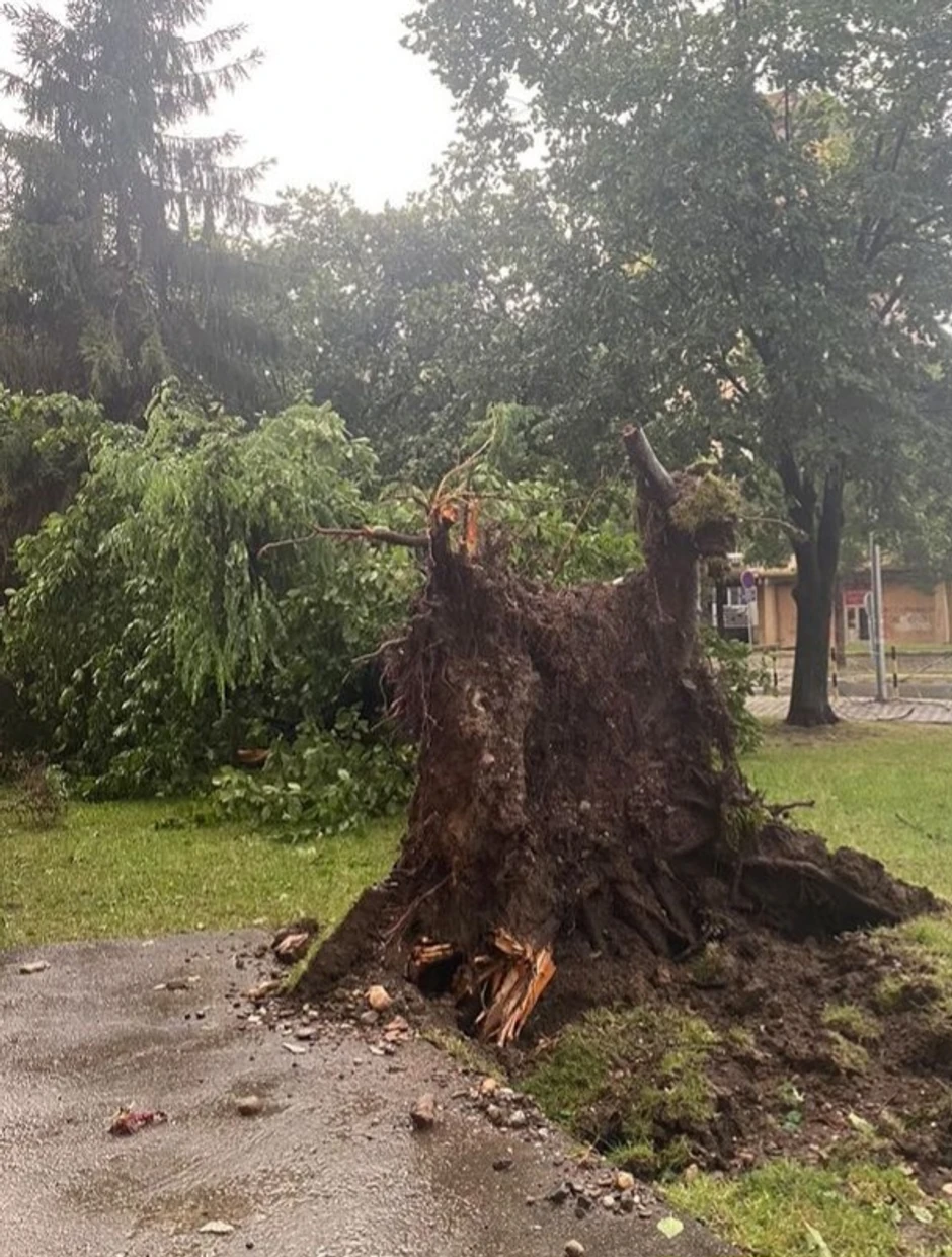 Prepolovljeno i uništeno drveće u Kruševcu