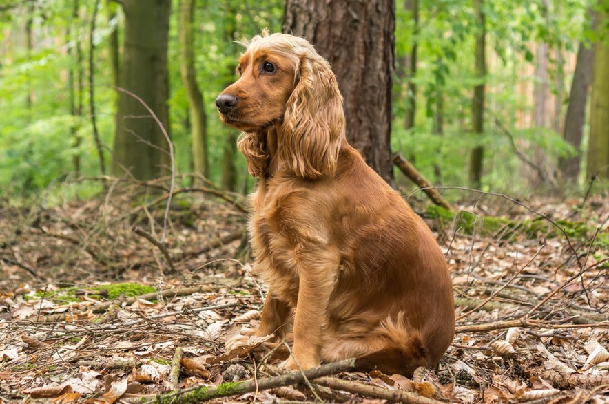 Cocker spaniel - andriano_cz/stock.adobe.com