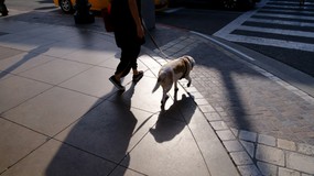 Ministerstwo Sprawiedliwości tłumaczy, kiedy właściciel nieupilnowanego psa odpowiada za wykroczenie, a kiedy za przestępstwo