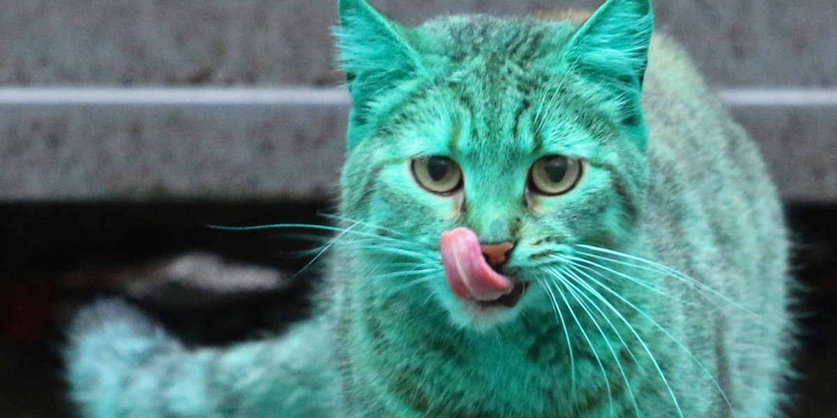 W Bułgarii grasuje zielony kot!