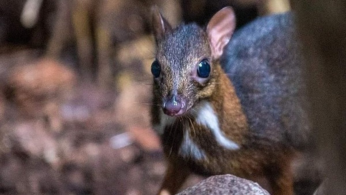 Myszojeleń w zoo w Łodzi. Rodzina kanczyli powiększyła się [INSTAGRAM]