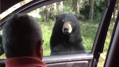 Niedźwiedź otworzył drzwi samochodu, w którym siedziała rodzina