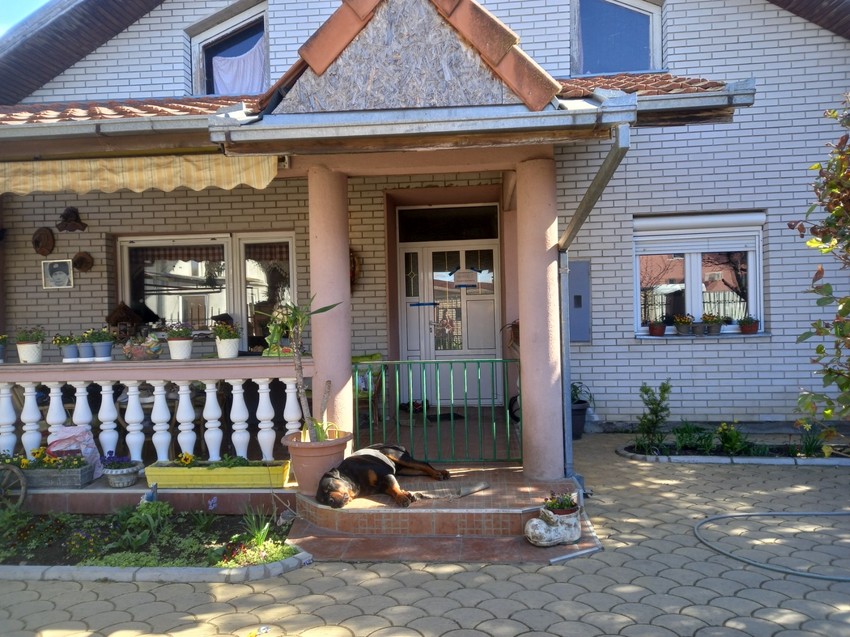 Pas ispred ulaza u kuću Nikole i Gordane