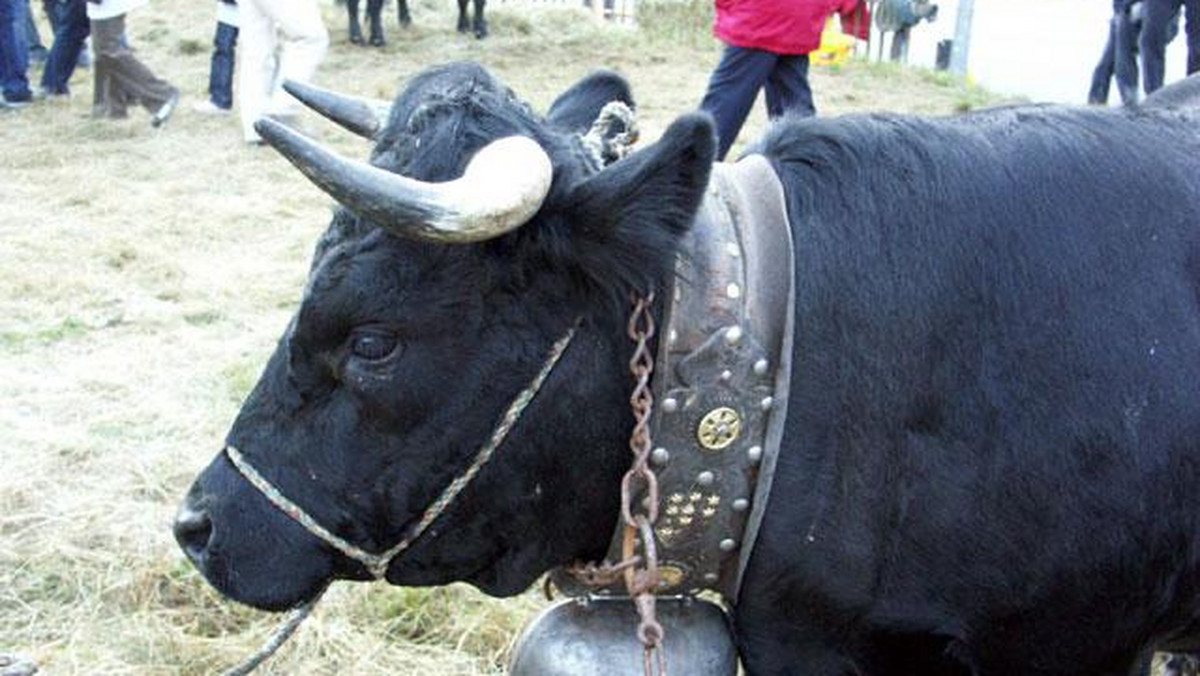 Krowy wypasane na łąkach w pobliżu terenów zabudowanych nie mogą nosić na szyi tradycyjnych dzwonków, gdyż ich dźwięk może zakłócać sen okolicznym mieszkańcom - orzekł sąd w Styrii, na południowym wschodzie Austrii. Rolnicy są wściekli i protestują.