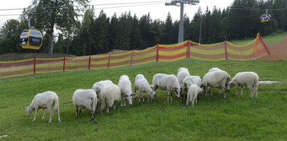 Moje owce koszą stok dla narciarzy