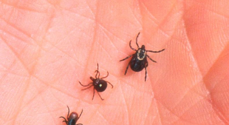 Tick and mosquito season is coming — and it could be bad.