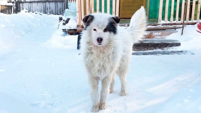 Fotó: Siberian Times