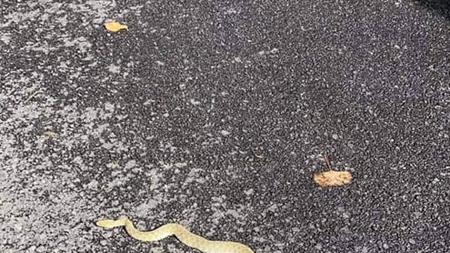 Veszélyes kígyót próbáltak elfogni a Semmelweis Egyetem udvarán, de nem sikerült