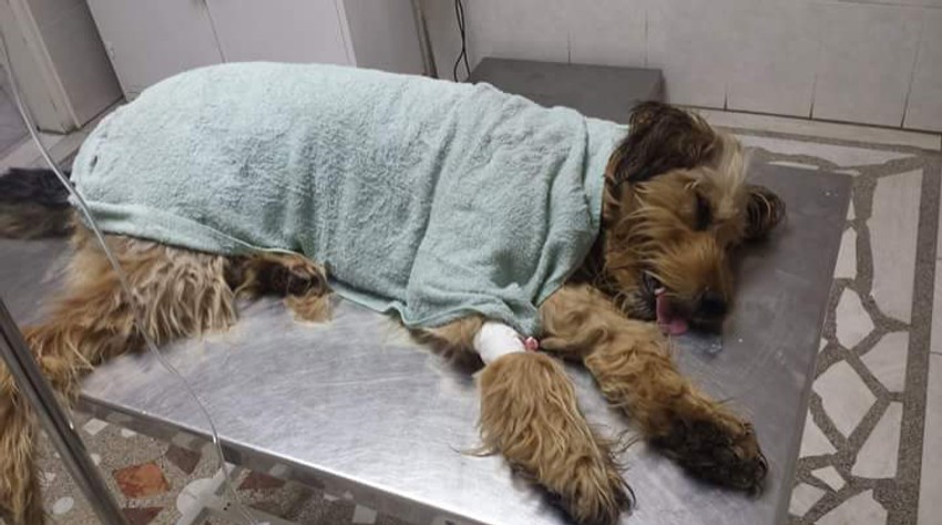 Za namerno trovanje pasa najčešće se koriste pesticidi