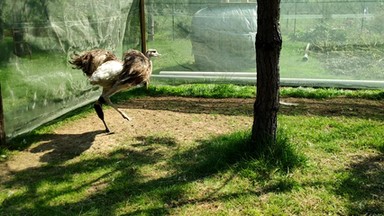 Opolskie: Nowa noga strusia. Pomogli specjaliści z Rzeszowa