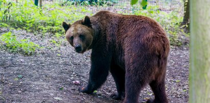 Będą nowe niedźwiedzie w ZOO