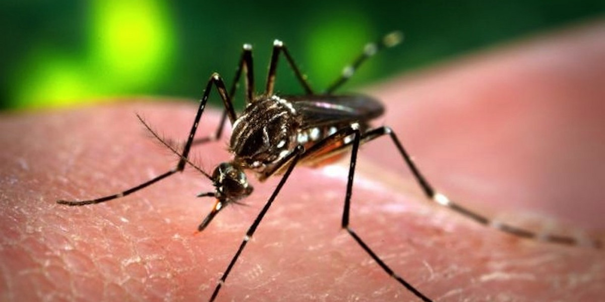 Aedes aegypti carries not just Zika, but also dengue fever, yellow fever, and Chikungunya virus.