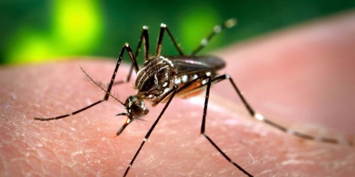 Aedes aegypti carries not just Zika, but also dengue fever, yellow fever, and Chikungunya virus.