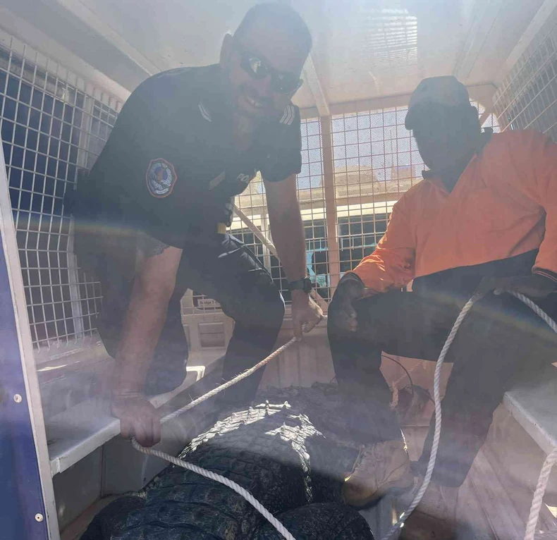 Krokodil u Australiji