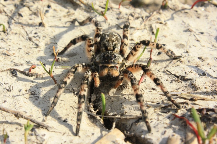 Tarantula ukraińska