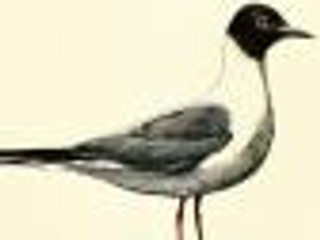 Tomas Tranströmer - Malarz zimnej Północy